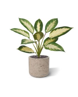 Dieffenbachia Camilla planta artificial 50cm