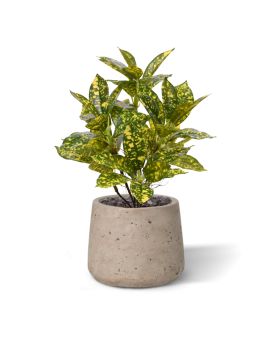 Acuba Japonica 35cm planta artificial