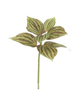 Planta de Peperomia Verde-Marrón 25cm