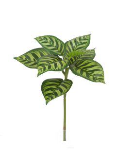 Planta Calathea Makoyana 25cm variegada
