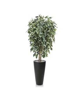 Ficus Exotica árbol artificial deluxe 150cm - variegado