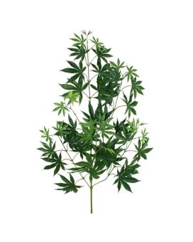 Acer Arce rama x44 FR 70cm