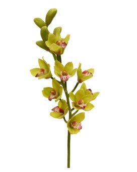 Cymbidium Deluxe 70 cm verde