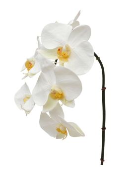 Phalaenopsis rama artificial 55 cm crema