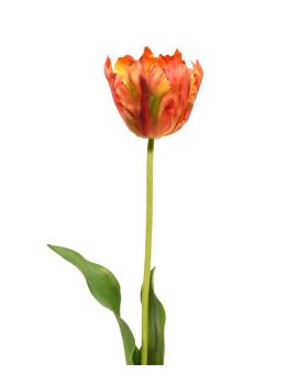 Tulipán sedoso van Gogh 70 cm naranja
