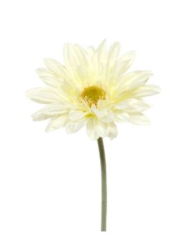 Flor de tallo artificial Gerbera 60 cm crema