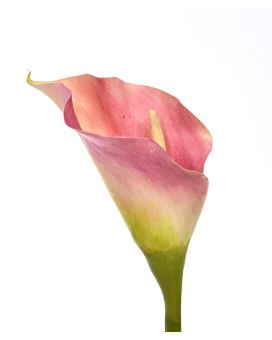 Calla flor artificial deluxe 55 cm rosa
