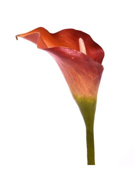 Calla flor artificial deluxe 55 cm naranja