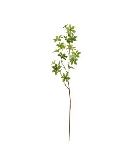 Enkianthus rama 85cm - verde