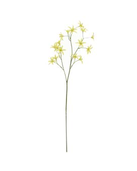 Rama de Tweedia Oxypetalum 68cm Verde