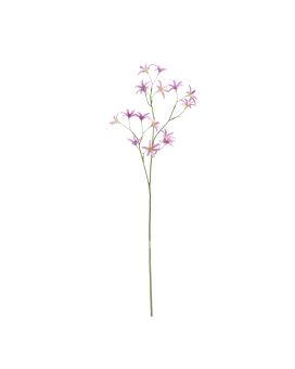 Rama de Tweedia Oxypetalum 68cm Lila