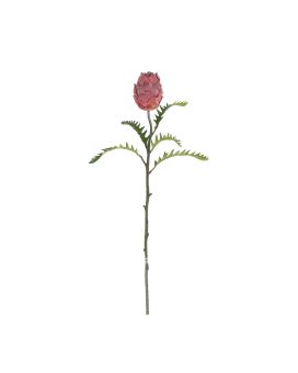 Rama de Protea Deluxe 63cm