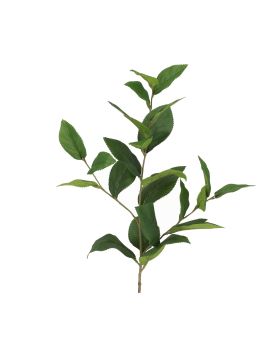Rama de Limón 71cm