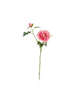 Rama de Peonía 65cm Cerise