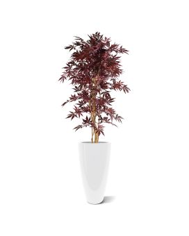 Acer burdeos 145cm
