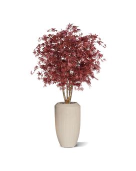 Acer Arce deluxe 165 cm burdeos