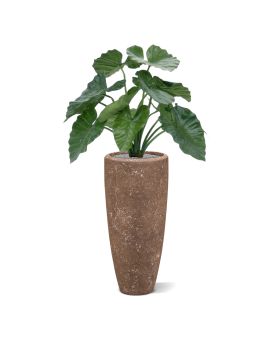 Alocasia Calidora 60cm