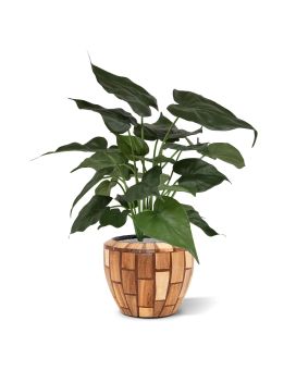 Alocasia Cucullata planta artificial 50cm