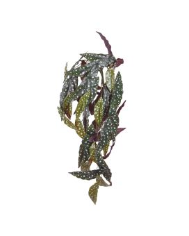 Begonia Maculata Planta colgante artificial 80cm