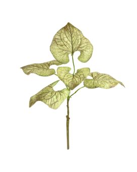 Brunnera rama 35cm verde-marrón