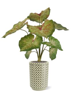 Caladium frambuesa planta artificial 40cm