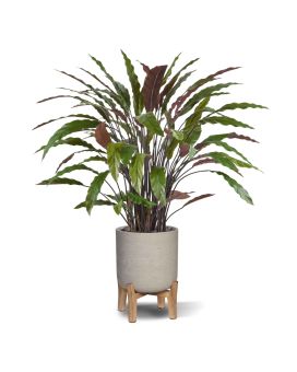 Calathea planta artificial 85cm - verde/rojo