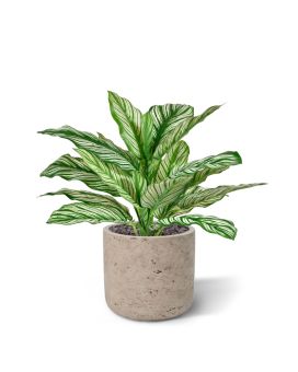 Calathea Whitestar RT planta artificial 35cm