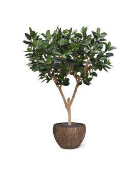 Árbol artificial Elastica Robusta XL 300cm verde