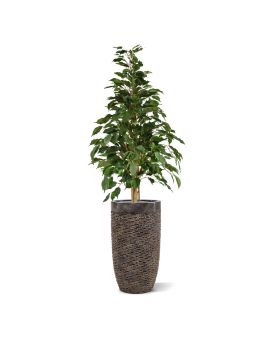 Ficus artificial Exotica 120cm verde