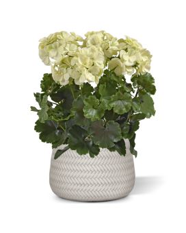 Geranio artificial PL XL 40cm - crema - resistente a los UV