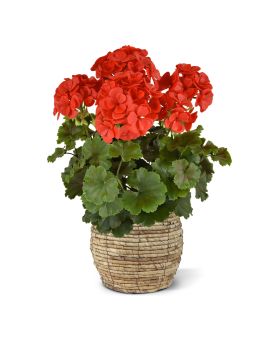 Geranio PL Boeket XL 40cm UV Rood