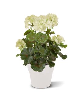Planta artificial Geranium PL 38cm - crema - resistente a los rayos UV