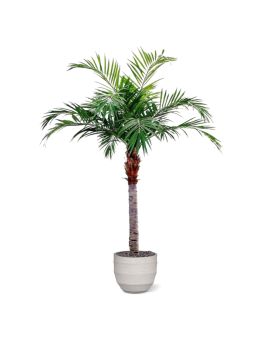 Majestad Palmera Gigante 350cm