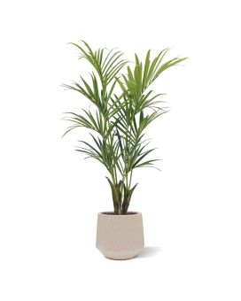 Kentia palma artificial Deluxe 165 cm