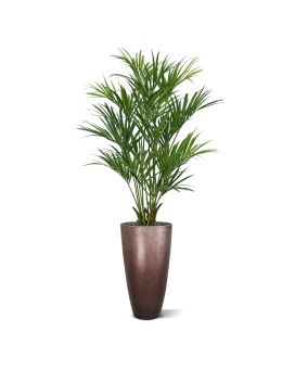 Kentia palma artificial de lujo XL 190cm