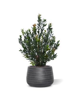 Planta de boj artificial 50cm Verde-rojo