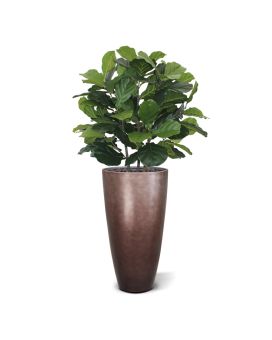 Planta artificial Lyrata deluxe 95cm