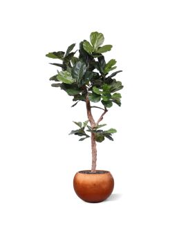 Árbol Lyrata Deluxe a medida tronco Y 210cm