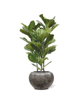 Planta artificial Lyrata 95cm