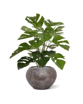 Monstera 50cm en maceta