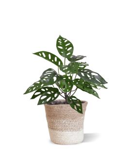Monstera Adansonii Planta Artificial 30cm