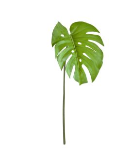 Monstera Hoja 65cm verde