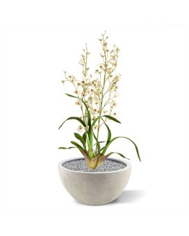 Ramo de orquídeas artificiales Oncidium deluxe 80 cm crema