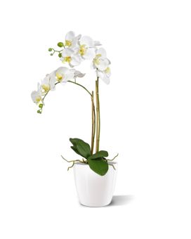 Phalaenopsis x2 en maceta 65cm - blanca