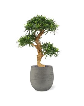 Podocarpus árbol bonsái artificial de lujo sobre base 65cm