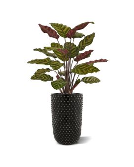 Planta artificial Calathea Makoyana roja 60cm