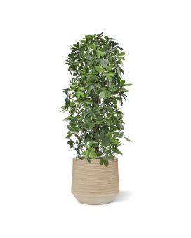 Árbol artificial columna Schefflera 120cm - Resistente a los rayos UV