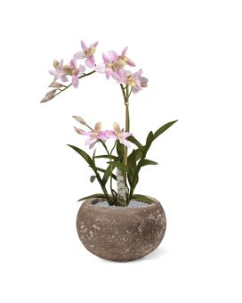 Spider Orchidee rosa en maceta 50cm