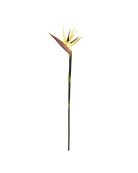 Strelitzia rama Deluxe 90cm Crema