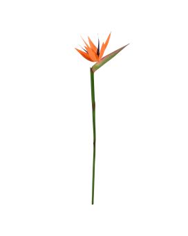 Strelitzia rama Deluxe 90cm Naranja